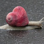 Cupid is a Snail